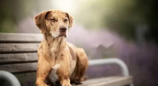 扬帆证券 狗子坐凳子上听人唠嗑：探寻宠物心理学的新发现