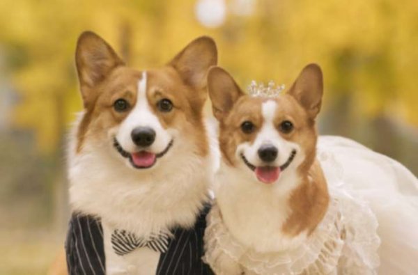 捷希缘配资 狗狗是怎么交朋友的？