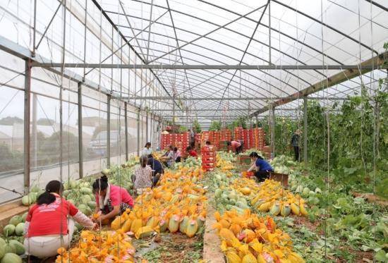 佰亿配资 湖南江华：育苗空档巧利用 哈密瓜香促增收
